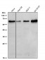 Anti-TRAF6 Rabbit Monoclonal Antibody